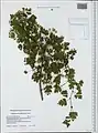 Crataegus microphylla • زالزالک برگ ریز