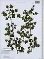 Crataegus microphylla • زالزالک برگ ریز