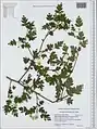 Crataegus microphylla • زالزالک برگ ریز