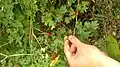 Crataegus microphylla • زالزالک برگ ریز