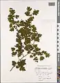 Crataegus microphylla • زالزالک برگ ریز