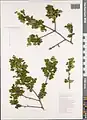 Crataegus microphylla • زالزالک برگ ریز
