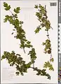 Crataegus microphylla • زالزالک برگ ریز