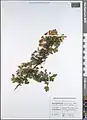 Crataegus microphylla • زالزالک برگ ریز