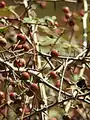 Crataegus microphylla • زالزالک برگ ریز