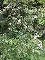 Crataegus microphylla • زالزالک برگ ریز