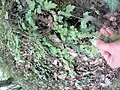 Crataegus microphylla • زالزالک برگ ریز