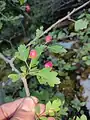 Crataegus microphylla • زالزالک برگ ریز