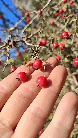 Crataegus microphylla • زالزالک برگ ریز