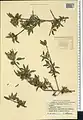 Prunus fenzliana • بادام قره‌باغی