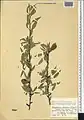 Prunus fenzliana • بادام قره‌باغی