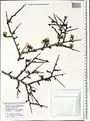 Prunus fenzliana • بادام قره‌باغی