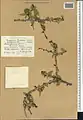 Prunus fenzliana • بادام قره‌باغی