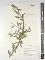 Prunus fenzliana • بادام قره‌باغی