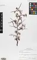 Prunus fenzliana • بادام قره‌باغی