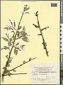 Prunus fenzliana • بادام قره‌باغی