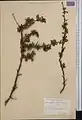 Cerasus turcomanica • آلبالوی ترکمنستانی