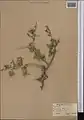 Cerasus turcomanica • آلبالوی ترکمنستانی