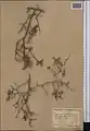 Cerasus turcomanica • آلبالوی ترکمنستانی
