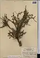 Cerasus turcomanica • آلبالوی ترکمنستانی