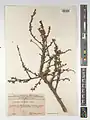 Cerasus turcomanica • آلبالوی ترکمنستانی