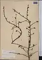 Prunus microcarpa • آلبالوی دانه‌ریز فراتی