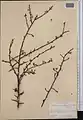 Prunus microcarpa • آلبالوی دانه‌ریز فراتی