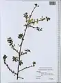 Prunus microcarpa • آلبالوی دانه‌ریز فراتی
