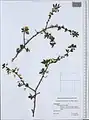 Prunus microcarpa • آلبالوی دانه‌ریز فراتی