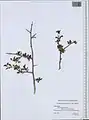 Prunus microcarpa • آلبالوی دانه‌ریز فراتی