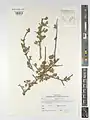 Prunus microcarpa • آلبالوی دانه‌ریز فراتی