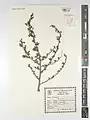Prunus microcarpa • آلبالوی دانه‌ریز فراتی