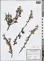 Prunus microcarpa • آلبالوی دانه‌ریز فراتی