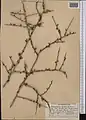 Prunus spinosissima • بادام پرخار