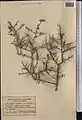 Prunus spinosissima • بادام پرخار