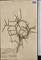 Prunus spinosissima • بادام پرخار