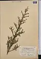 Prunus spinosissima • بادام پرخار