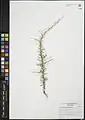 Prunus spinosissima • بادام پرخار