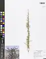 Prunus spinosissima • بادام پرخار