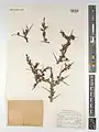 Prunus spinosissima • بادام پرخار