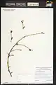 Prunus spinosissima • بادام پرخار