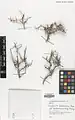 Prunus spinosissima • بادام پرخار