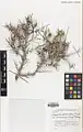 Prunus spinosissima • بادام پرخار