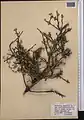 Cotoneaster nummularius • سیاه چوب