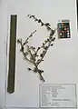Cotoneaster nummularius • سیاه چوب