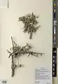 Cotoneaster nummularius • سیاه چوب
