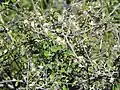 Cotoneaster nummularius • سیاه چوب