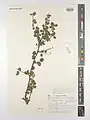 Cotoneaster nummularius • سیاه چوب