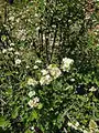 Cotoneaster nummularius • سیاه چوب