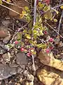 Cotoneaster nummularius • سیاه چوب